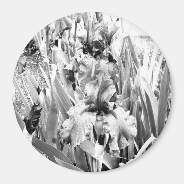 Imã Sterling Irises.... (Frente)