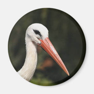 Imã Stork - símbolo de Estrasburgo e Alsace, França