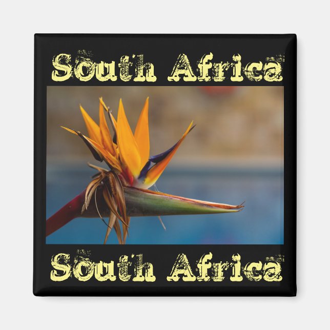 Imã Strelitzia Flower África do Sul Magnet (Frente)