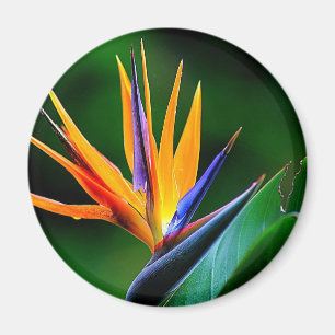 Imã Strelitzia. Pássaro da flor do paraíso.