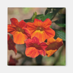 Imã Streptosolen jamesonii Fire Bush Flower Magnet