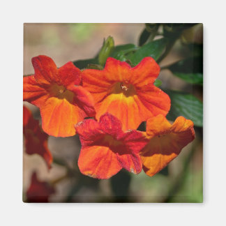 Imã Streptosolen jamesonii Fire Bush Flower Magnet