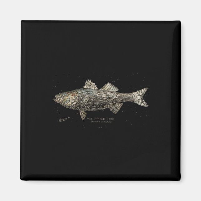 Imã Striped B Fishing  (Frente)