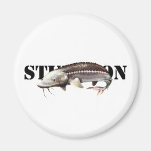 Imã Sturgeon