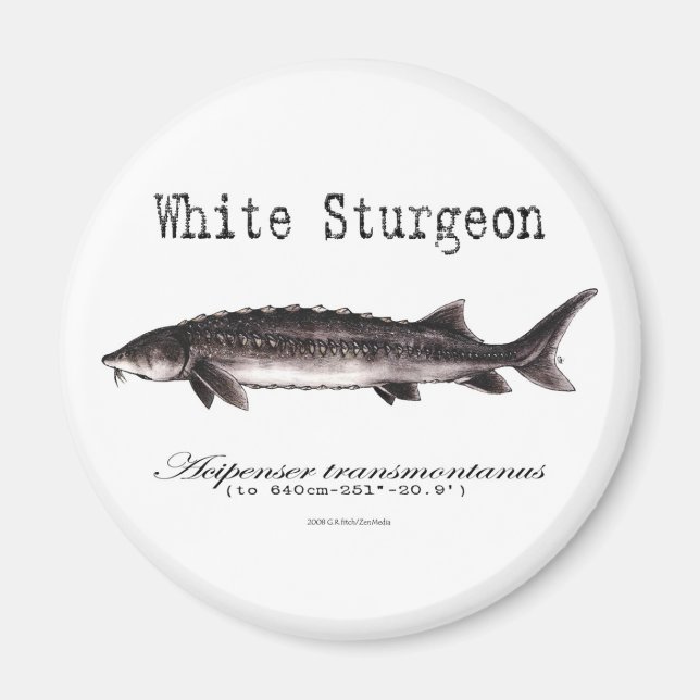 Imã Sturgeon Branco Elementos com título (Frente)