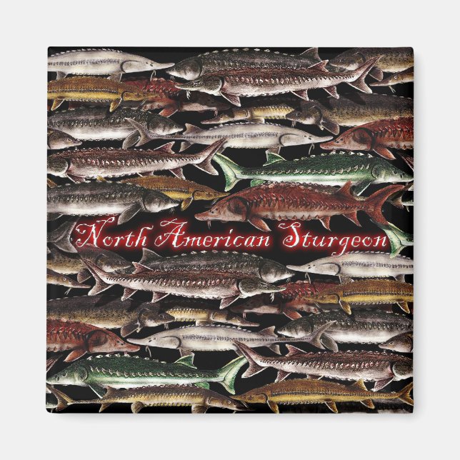 Imã Sturgeon Magnet - Esturjão norte-americano (Frente)