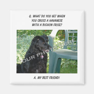 Imã Sua foto aqui! Minha mistura de Havanese do melhor