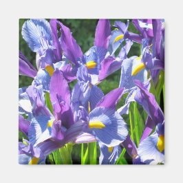 Imã Subidas Azul e Roxo