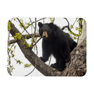 Ímã Subindo Urso Negro
