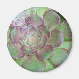 Imã SUcculent