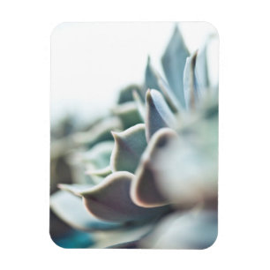 Ímã Succulent de Echeveria