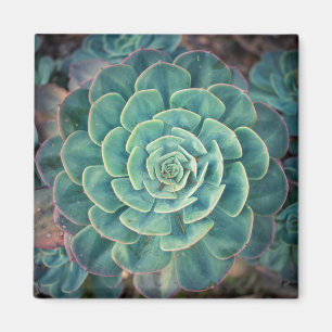 Imã Succulent do Fim-acima