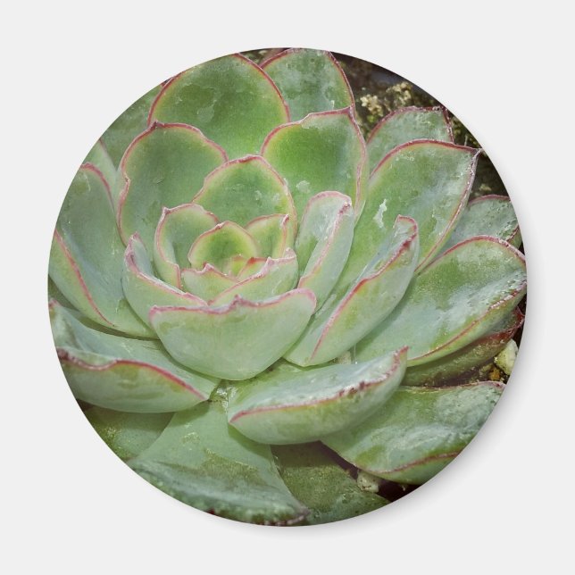 Imã Succulent, Hen and Chicks (Frente)