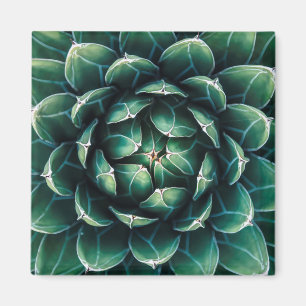 Imã Succulent verde & branco