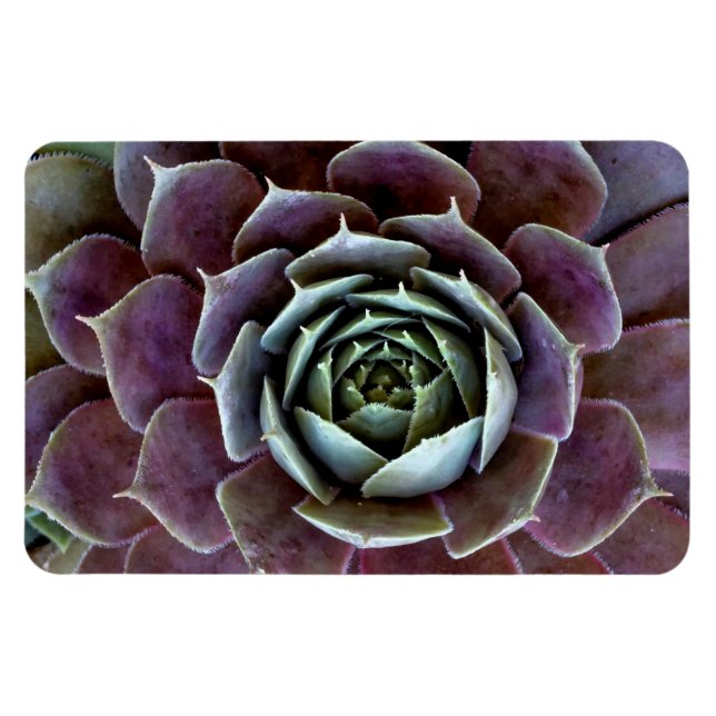 Ímã Suculenta Roxa Close-Up (Horizontal)
