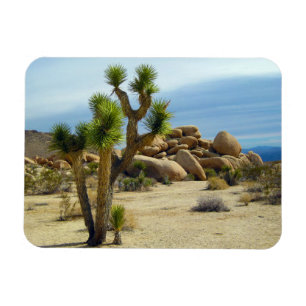 Ímã Suculentos do Deserto da Califórnia, Rocks e Clea
