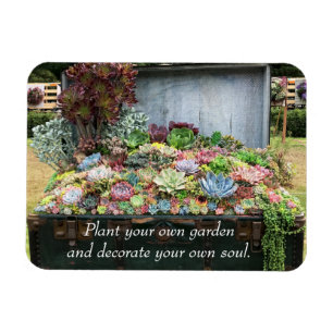 Ímã Suculentos no Treasure Chest