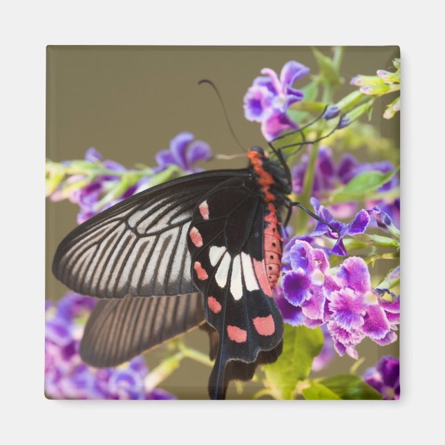 Imã Sudeste Asiático, Tailândia, Doi Inthanon, Papilio (Frente)