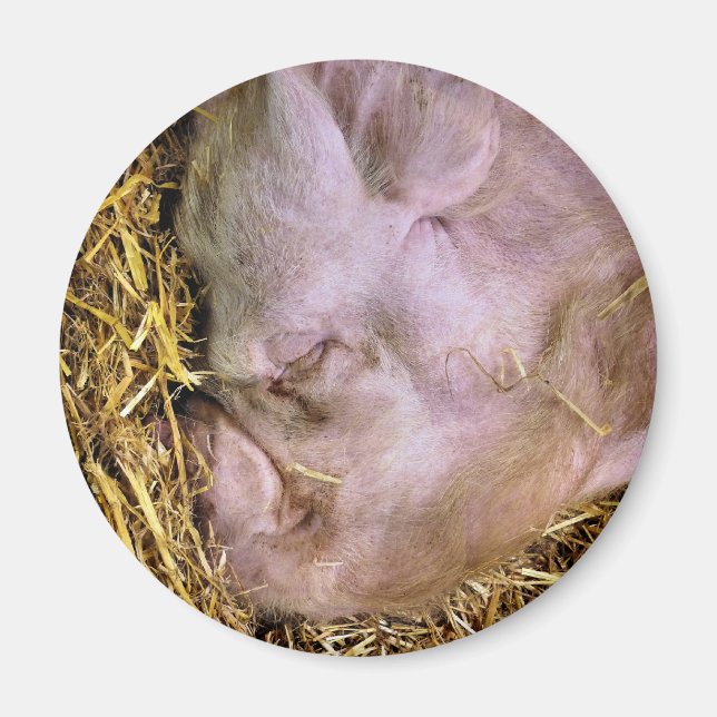 IMÃ SUÍNOS (Frente)