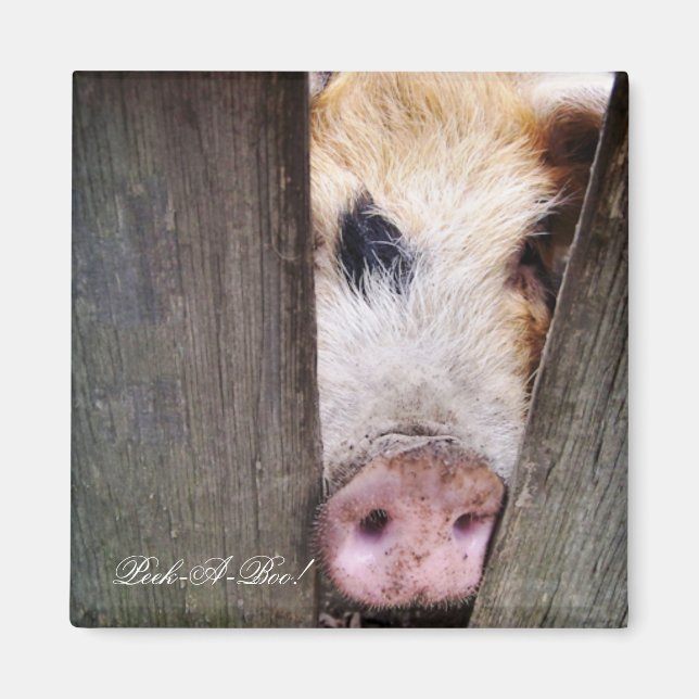 IMÃ SUÍNOS (Frente)