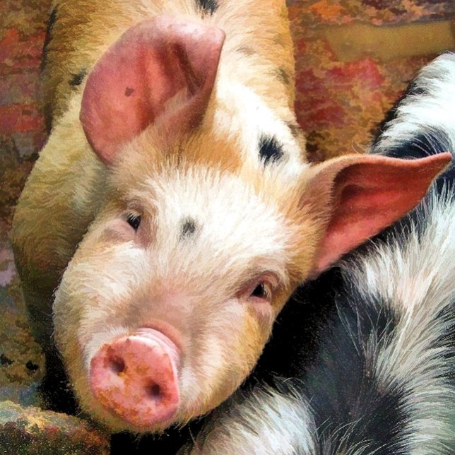 IMÃ SUÍNOS (Criador carregado)