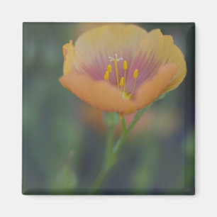 Imã Sul de Devine Texas ao longo da Interstate 35