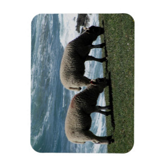 Ímã Sul Devon Dois Borregos Grazing Na Costa Selvagem
