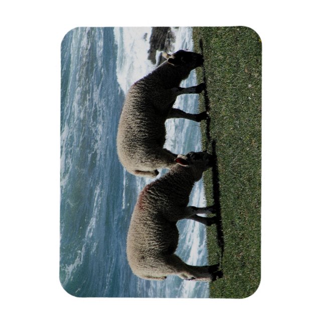 Ímã Sul Devon Dois Borregos Grazing Na Costa Selvagem (Vertical)