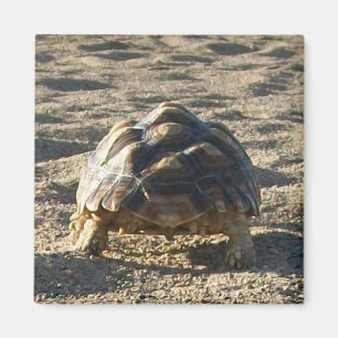 Imã Sulcata, tartaruga africana, andando em areia