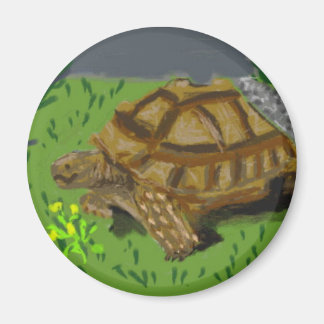Imã Sulcata Tortoise