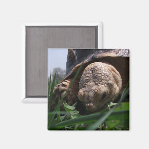 Imã Sulcata Tortoise, aparas em polimento de grama