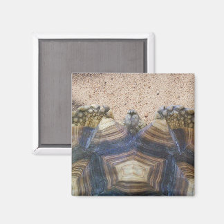 Imã Sulcata Tortoise e Sand