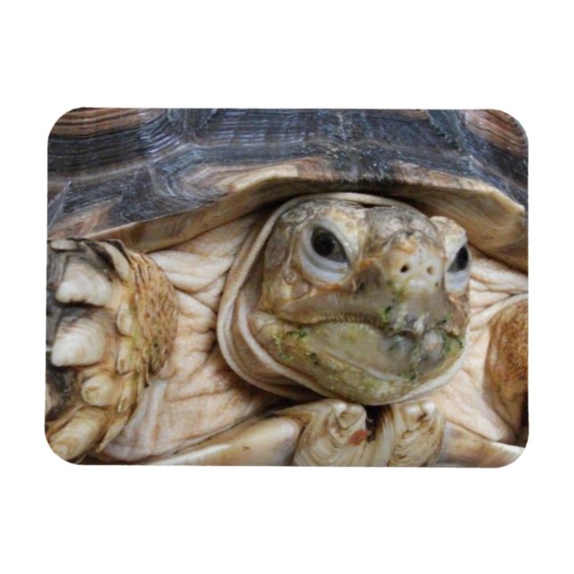 Ímã Sulcata Tortoise Face Fechada (Horizontal)