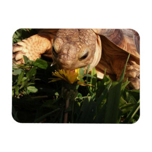 Ímã Sulcata Tortoise Morde Dandelion na grama