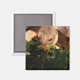 Imã Sulcata Tortoise morde o dandelion no pote de gram