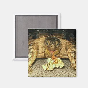 Imã Sulcata Tortoise, Sementes de Boca