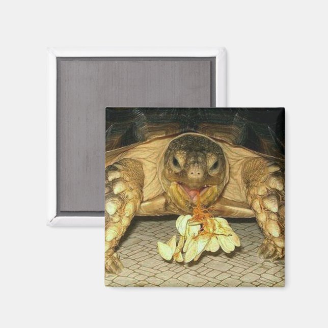 Imã Sulcata Tortoise, Sementes de Boca (Front/Back)
