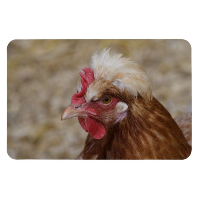 Ímã Sulmtaler Hen (Horizontal)