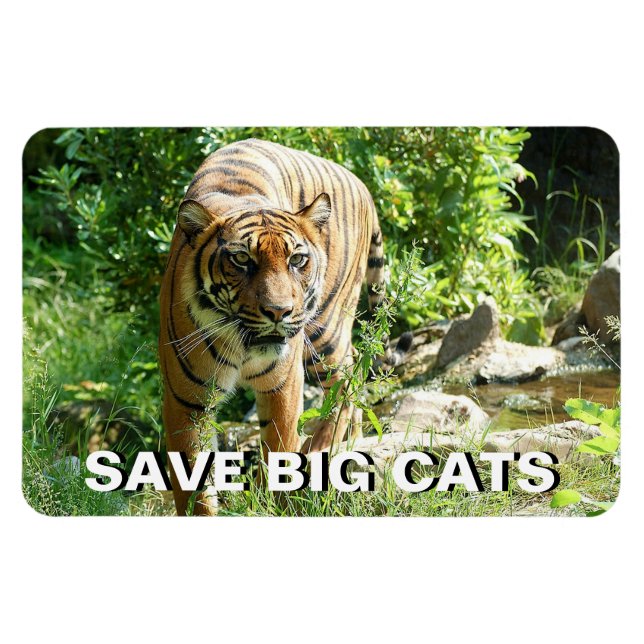 Ímã Sumatran Tiger (Horizontal)