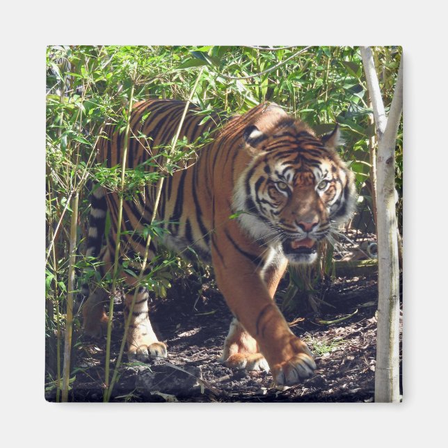 Imã Sumatran Tiger (Frente)