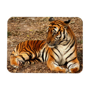 Ímã Sumatran Tiger 2