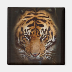 Imã Sumatran Tiger Wildlife Big Cat Lover Foto