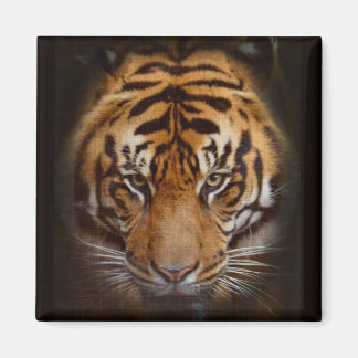 Imã Sumatran Tiger Wildlife Big Cat Lover Foto
