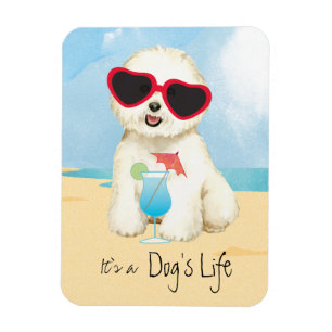 Ímã Summer Bichon Frise