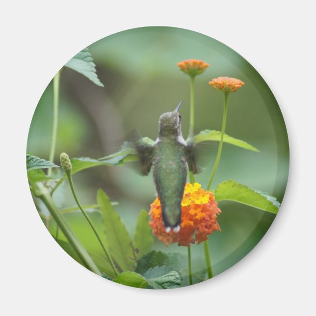 Imã Summer Humming (Frente)