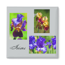 Summer Iris Magnet