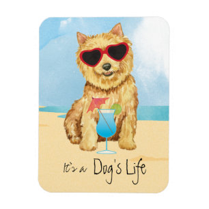 Ímã Summer Norwich Terrier Magnet