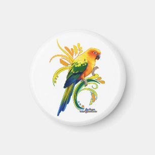 Imã Sun Conure