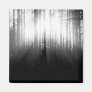 Imã Sun que brilha através das árvores na floresta