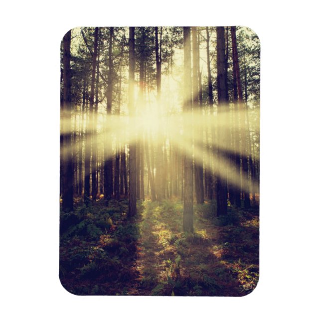 Ímã Sunbeams Floresta (Vertical)